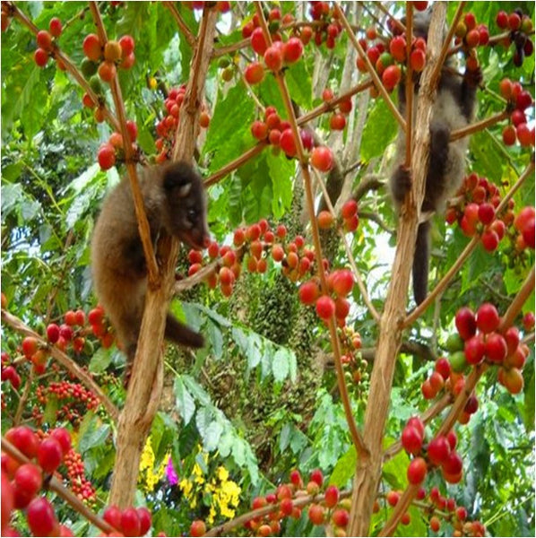 Yunnan Baoshan Civet Cat Feces Coffee Beans